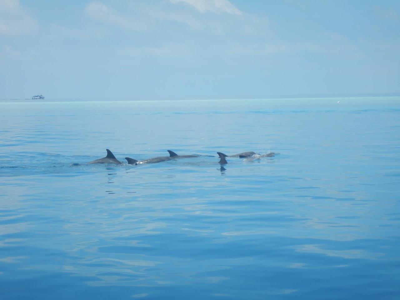 Lagoon Villa Maldives Thoddoo Buitenkant foto